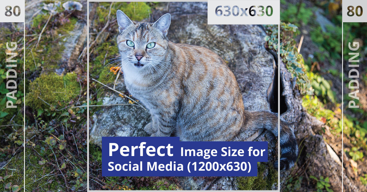 Perfect Image Size for Social Media Perfect Image Size for Social Media